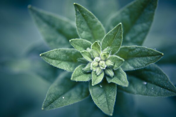 Macroscópica de crecimiento de hojas de plantas