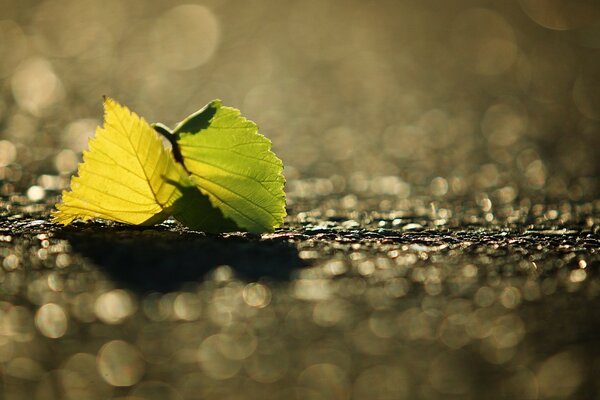 Makrofotografia. Arkusz. Natura. Jesień