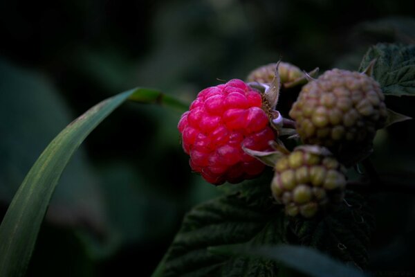 Macro photography of forest raspberries in excellent quality