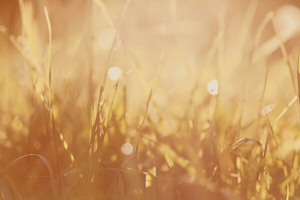 Golden autumn, macro photography wheat stalks