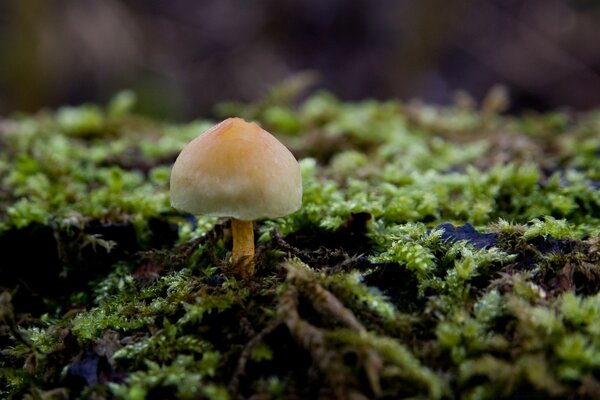 One mushroom in a clearing of moss