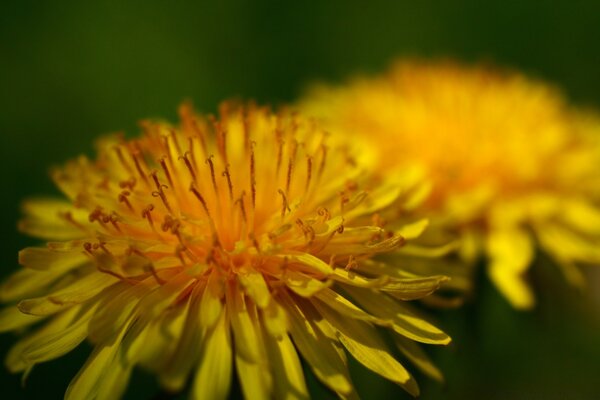 Macro fotografía de la naturaleza de la flor roja