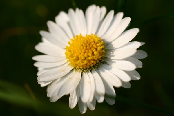 Primo piano del fiore della vera natura