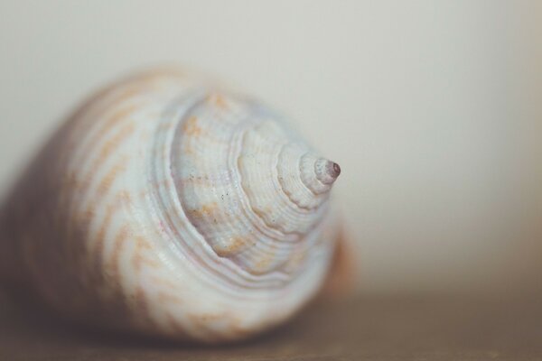 A beleza das Conchas do mar em macro