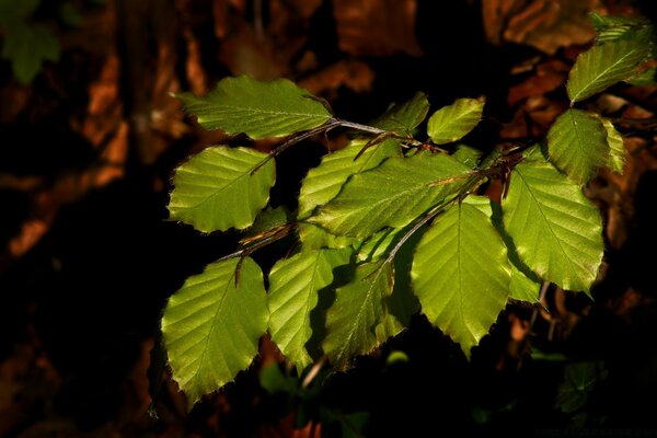 Macro photography. Leaves. Nature. Flora