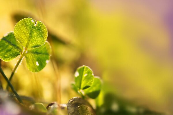 Imagen de la hoja borrosa en macro