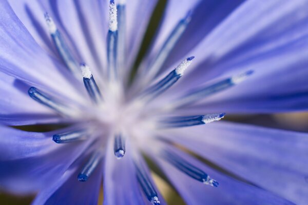 Macro photography of a purple flower from above