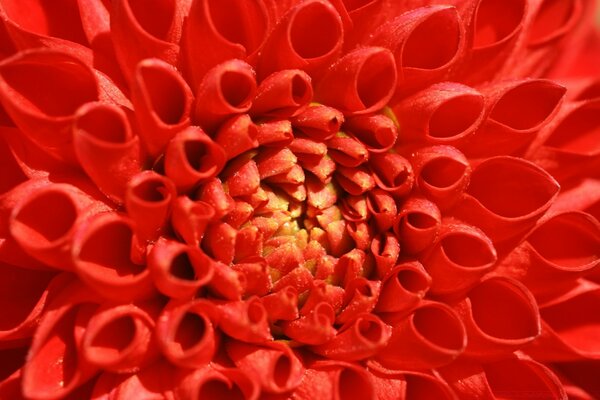 Macrophotographie. Fleur rouge. Couleur