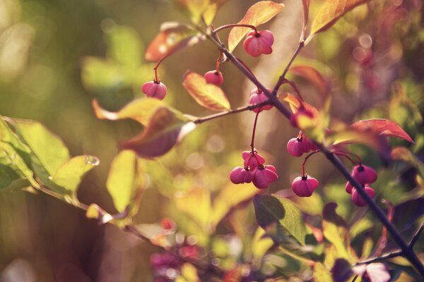 Arbuste d automne à floraison pourpre