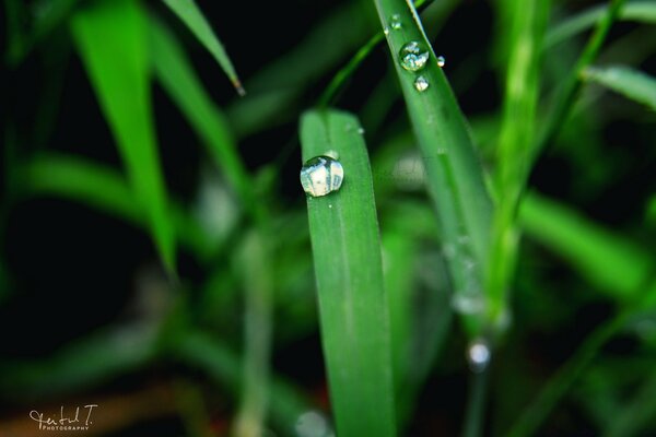 Dew on the grass juicy picture