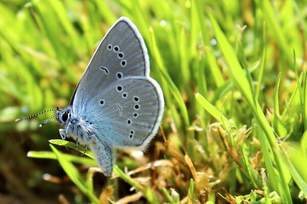 A gray butterfly sits on a blade of grass