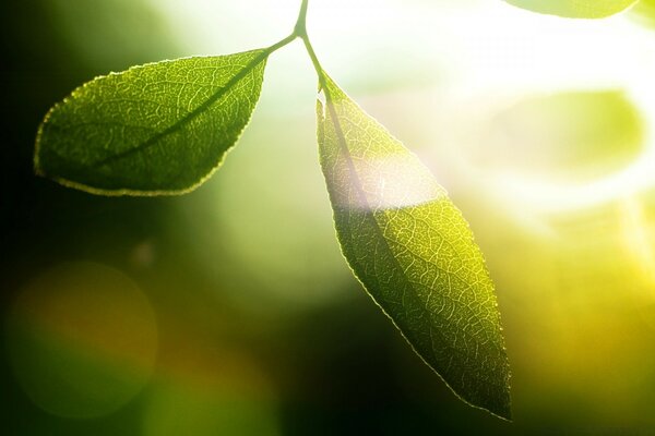 Feuilles vertes brillent au soleil