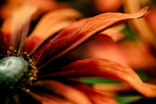 Macro photography. Nature. Red flower. Blurring