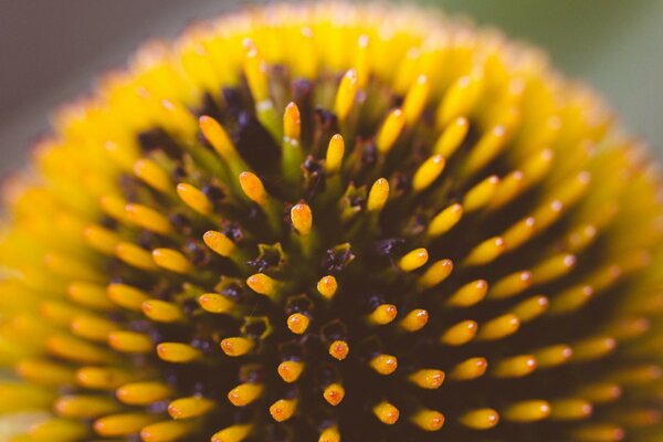 Planta exótica en foto macro