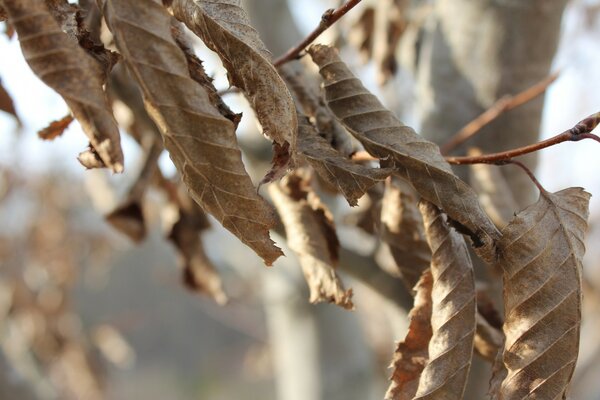 Macrophotographie. Nature. Feuilles séchées sur une branche