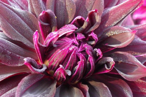 Shooting magic dahlias from the garden