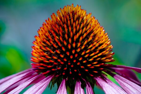 Vicino al nucleo luminoso dell echinacea