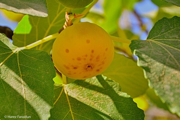 Autumn fruit in nature in macro photography