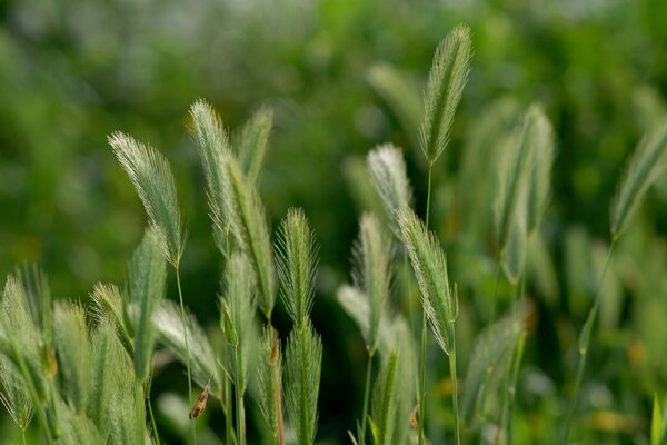 Photos of green nature in the vicinity