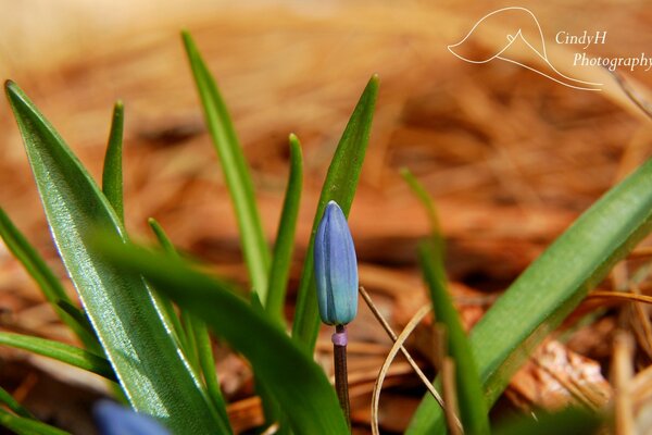 Blaue Blütenknospe in Blättern