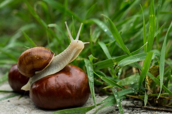 Escargot sur le noyau de châtaigne