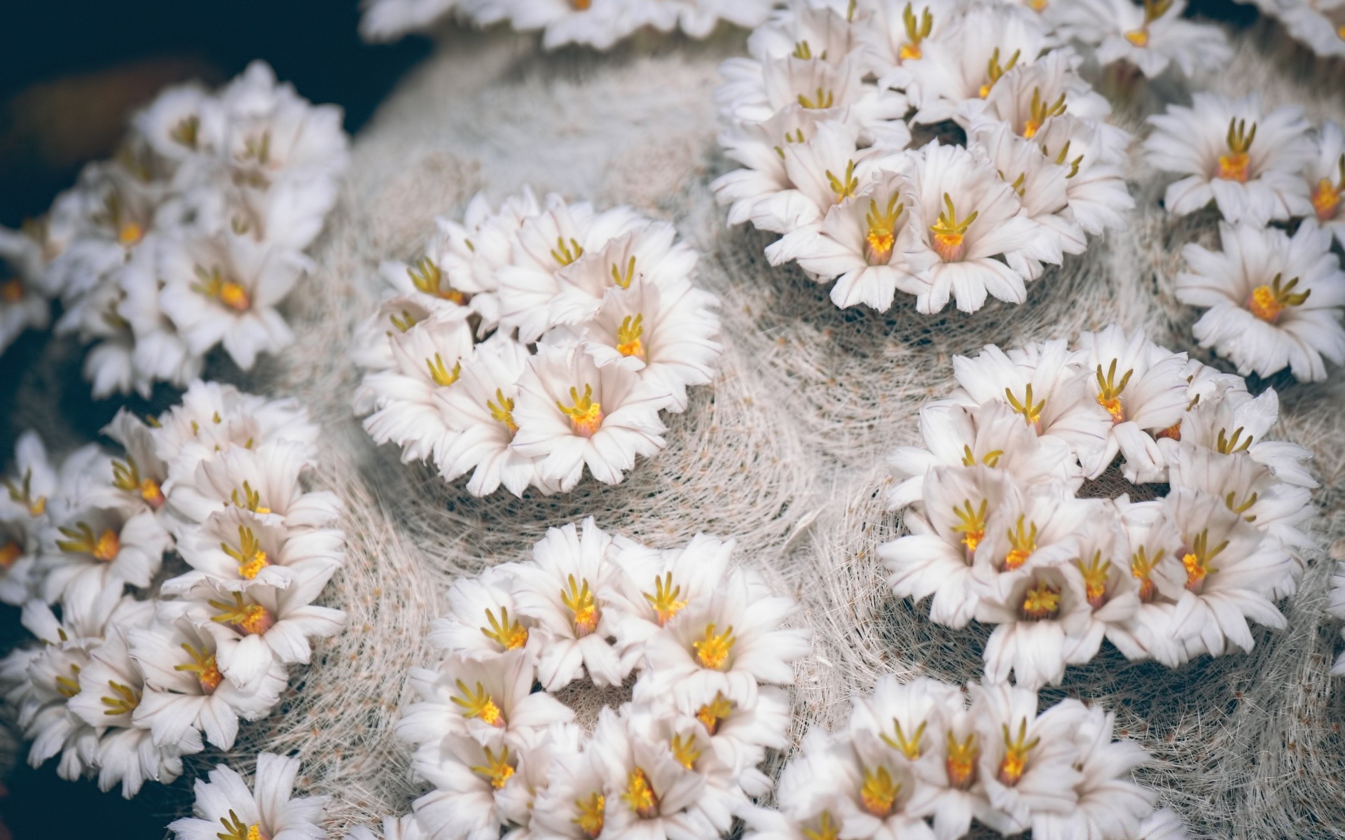 flowers flower nature flora season floral bright garden close-up color leaf blooming petal decoration summer beautiful outdoors growth desktop bouquet