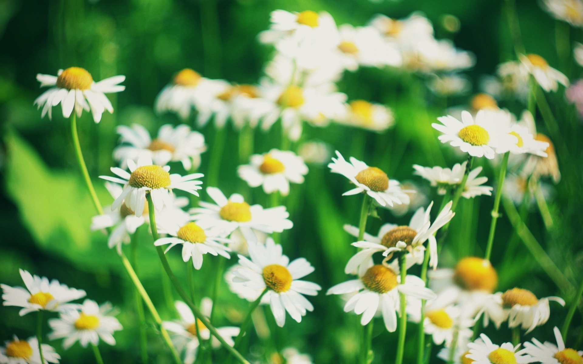 flowers chamomile nature summer flower flora grass hayfield garden leaf field fair weather growth petal bright blooming outdoors floral rural sun