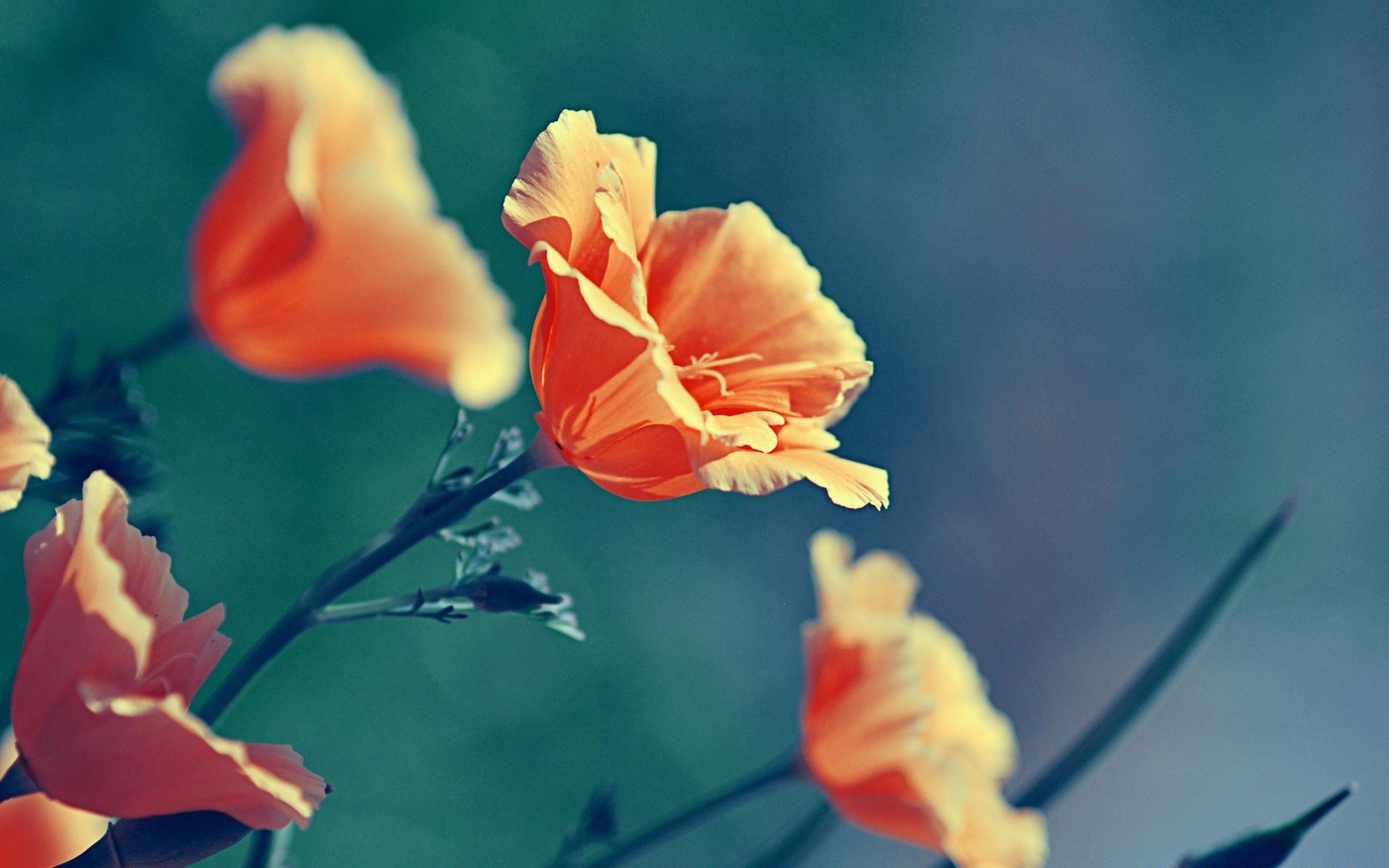 çiçekler çiçek doğa yaprak flora açık havada yaz bulanıklık parlak renk petal bahçe büyüme çiçek