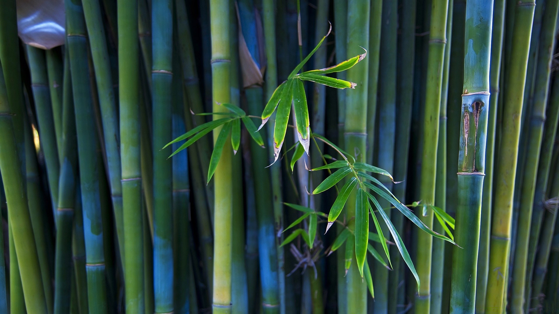 flowers bamboo leaf flora growth nature garden zen tropical lush husk environment summer botanical freshness tree jungle desktop color bright