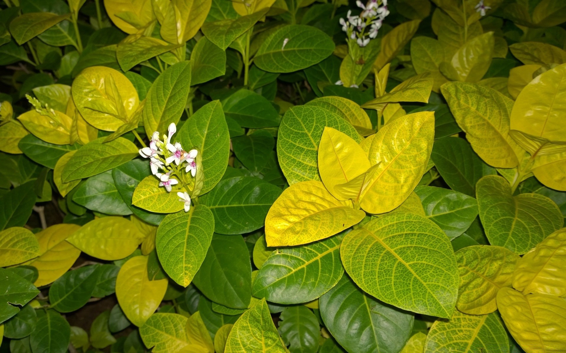 flores folha natureza flora jardim crescimento verão flor ao ar livre