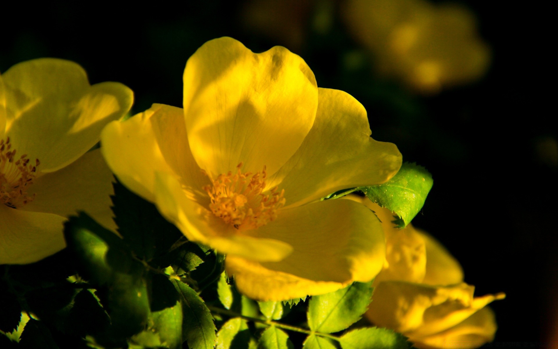 flowers nature flower leaf flora summer garden petal bright growth floral blooming color rose blur outdoors