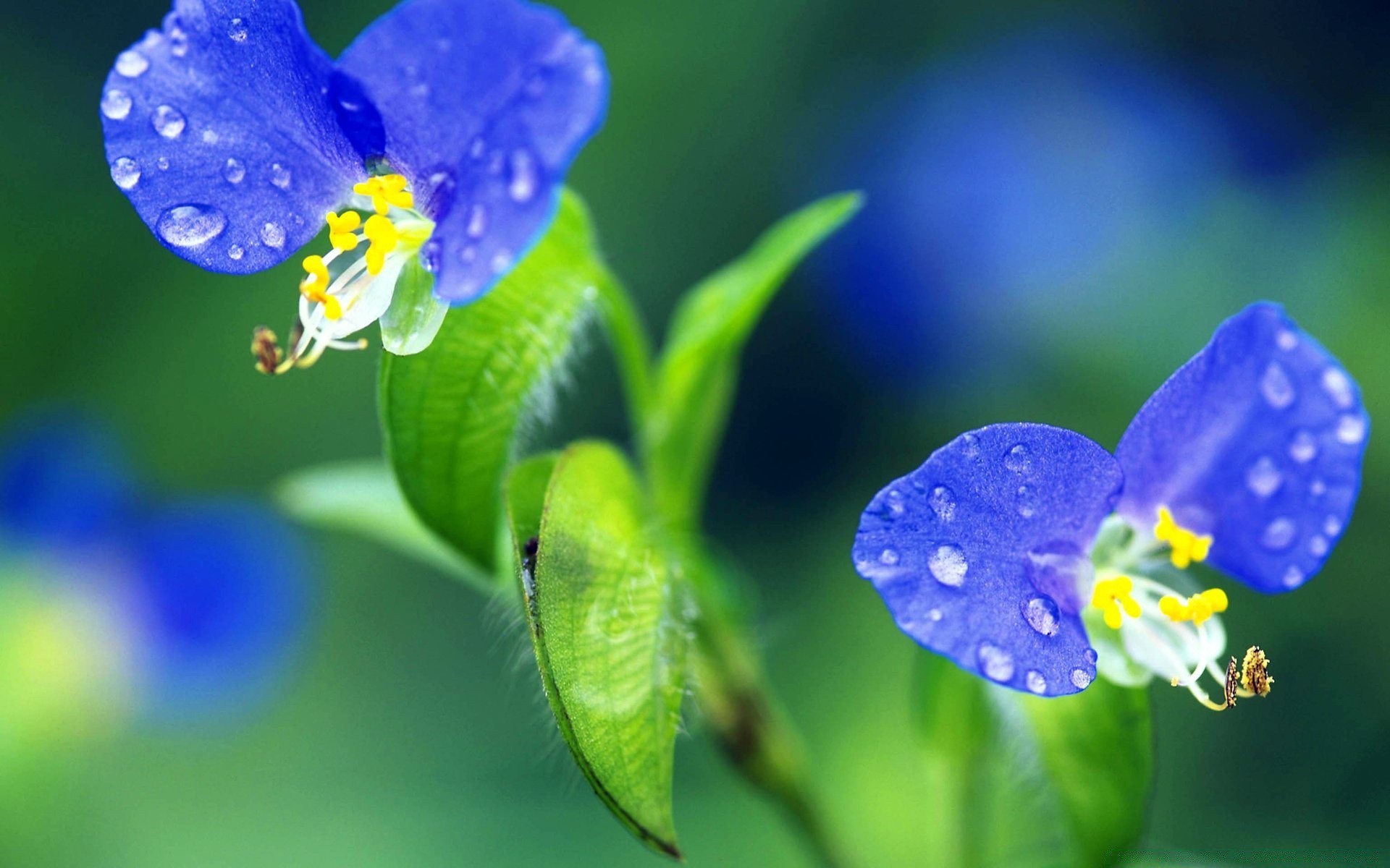 kwiaty natura kwiat rozmycie liść na zewnątrz flora lato