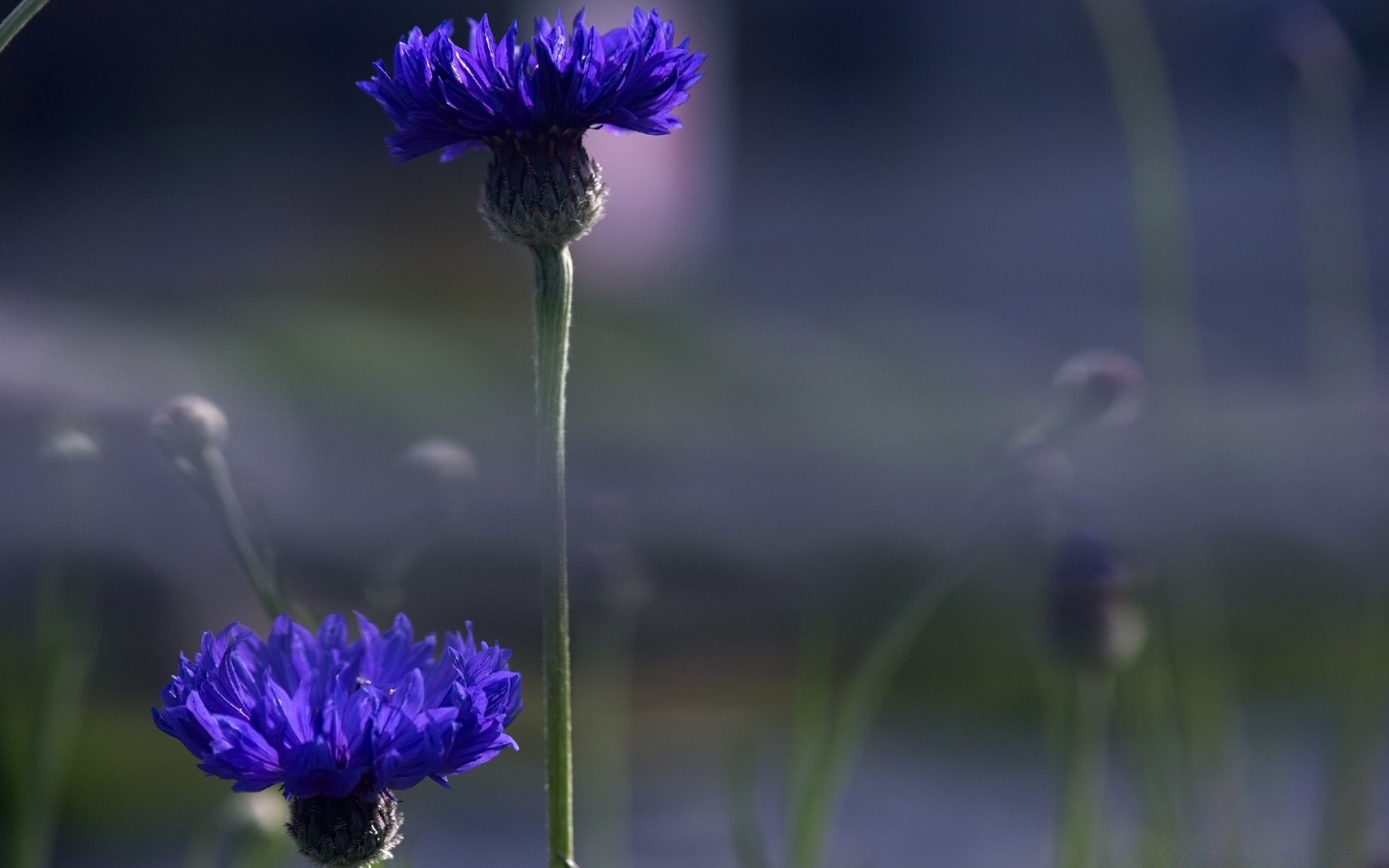 fleurs fleur nature flore été foin jardin à l extérieur champ feuille croissance luz herbe flou bleuet environnement couleur tête bluming gros plan