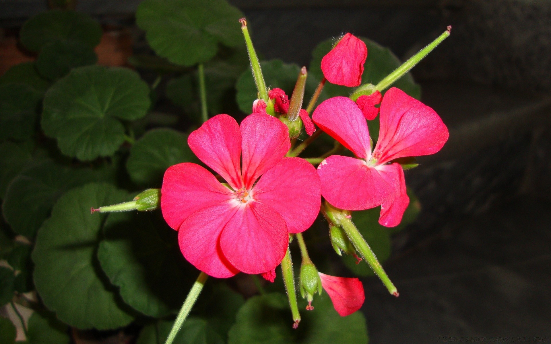 花 自然 花 植物 叶 夏天 花园 花瓣 盛开 户外 花 生长 浪漫 明亮 颜色