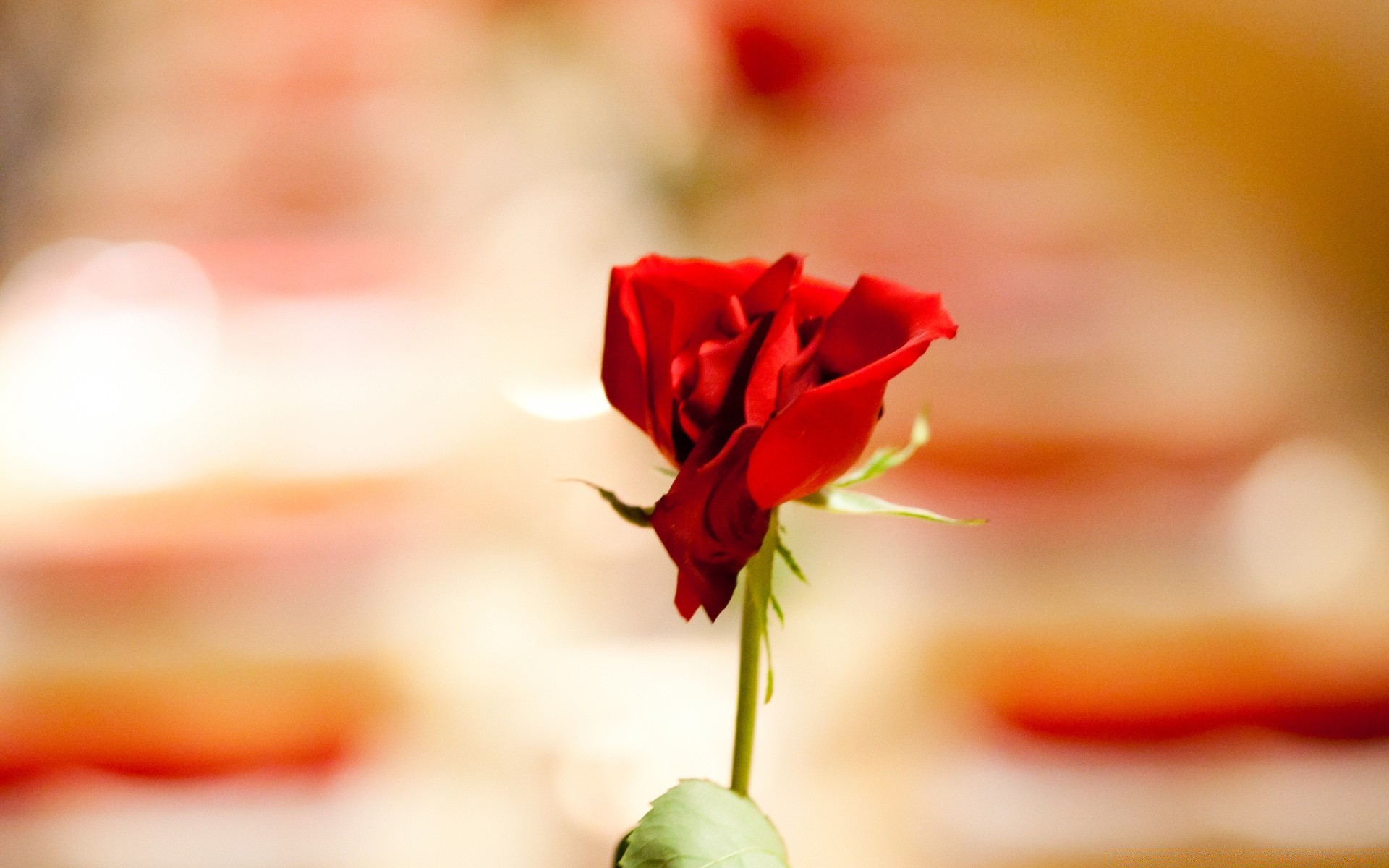 flowers flower nature leaf love wedding blur rose summer romance garden flora petal tulip still life