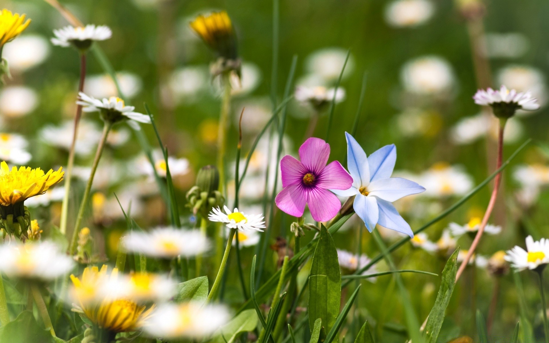 kwiaty natura kwiat lato flora trawa ogród pole sianokosy wzrost jasny bluming na zewnątrz liść wiejski dobra pogoda sezon zbliżenie kwiatowy słońce