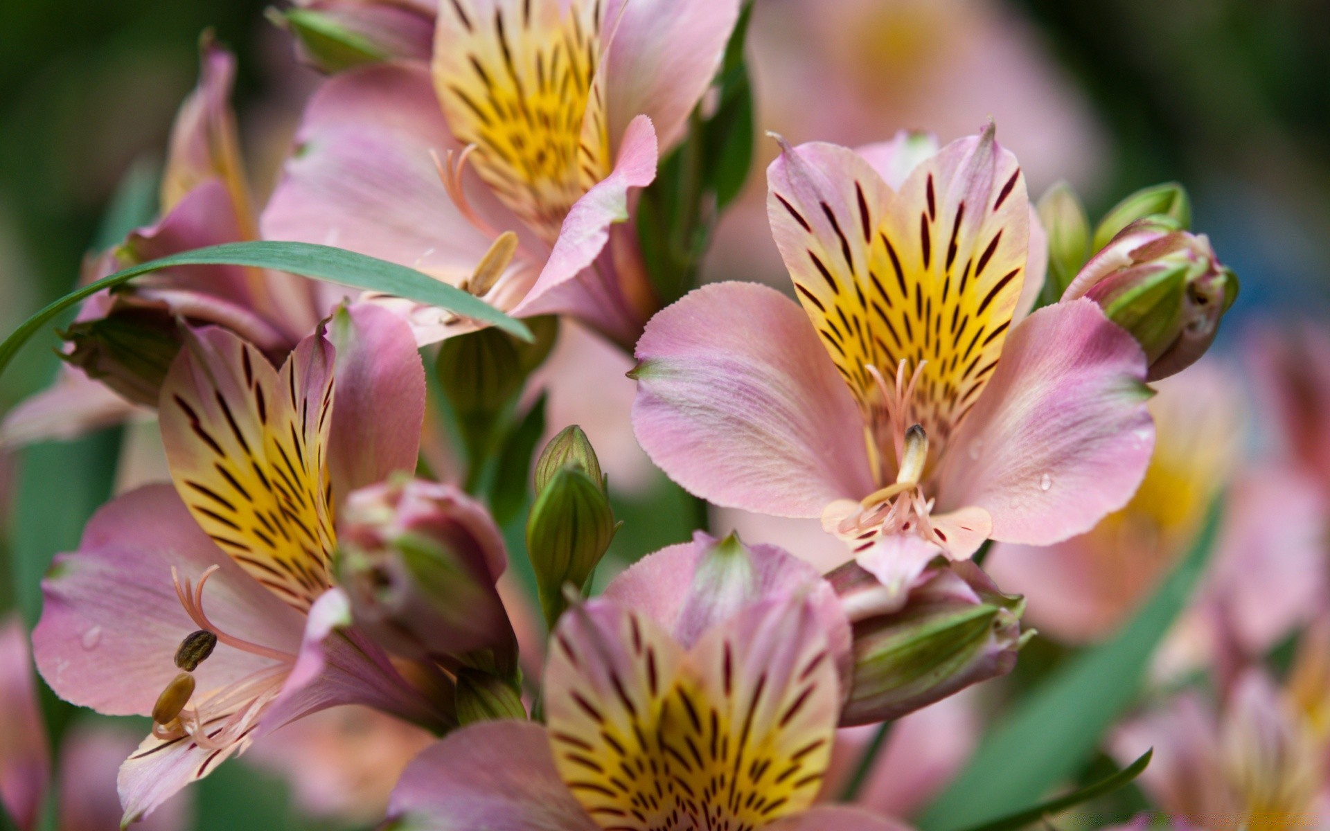 flowers flower nature flora garden leaf petal floral pollen blooming summer insect