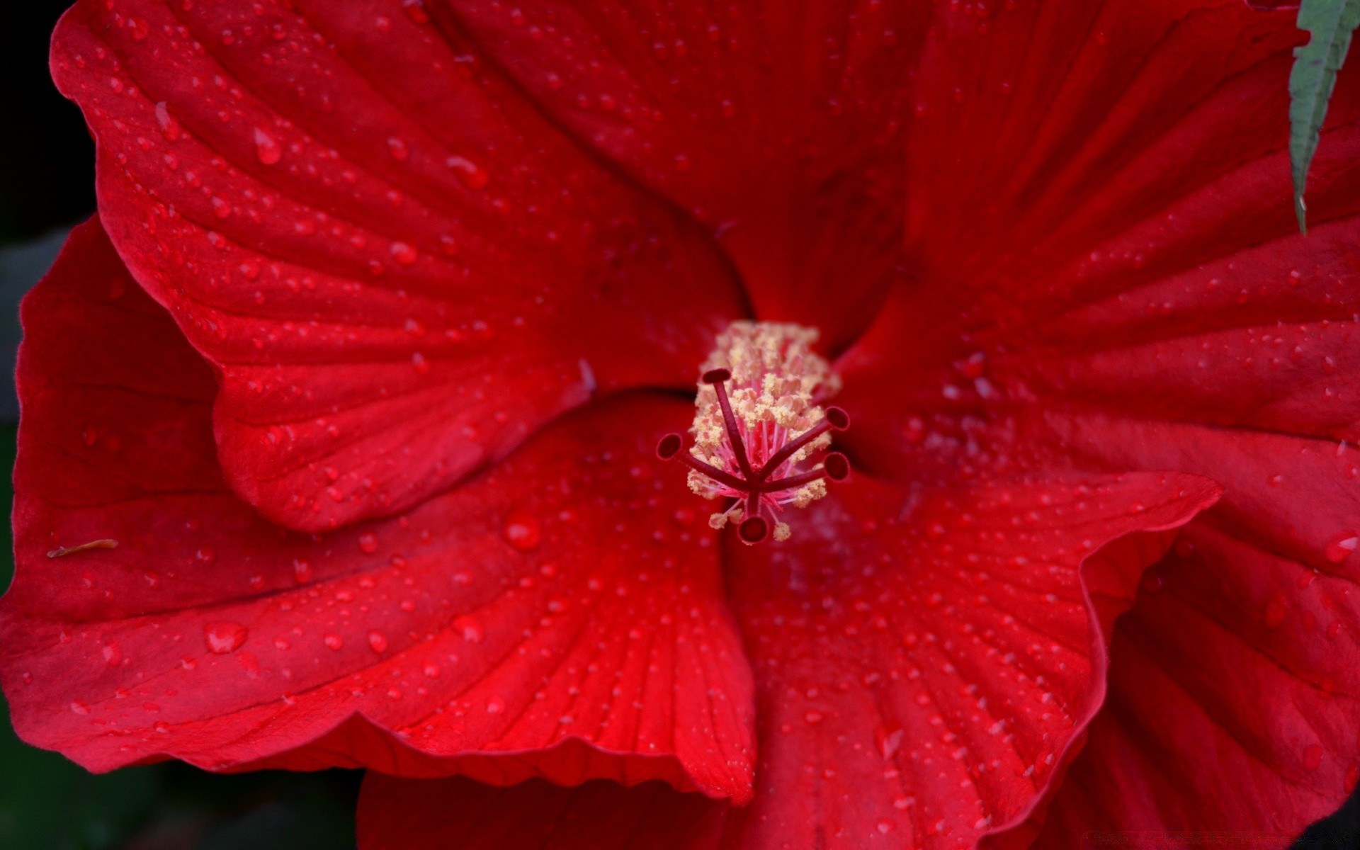 flores flor naturaleza hibisco flora verano hoja jardín color rocío pétalo rosa bluming floral