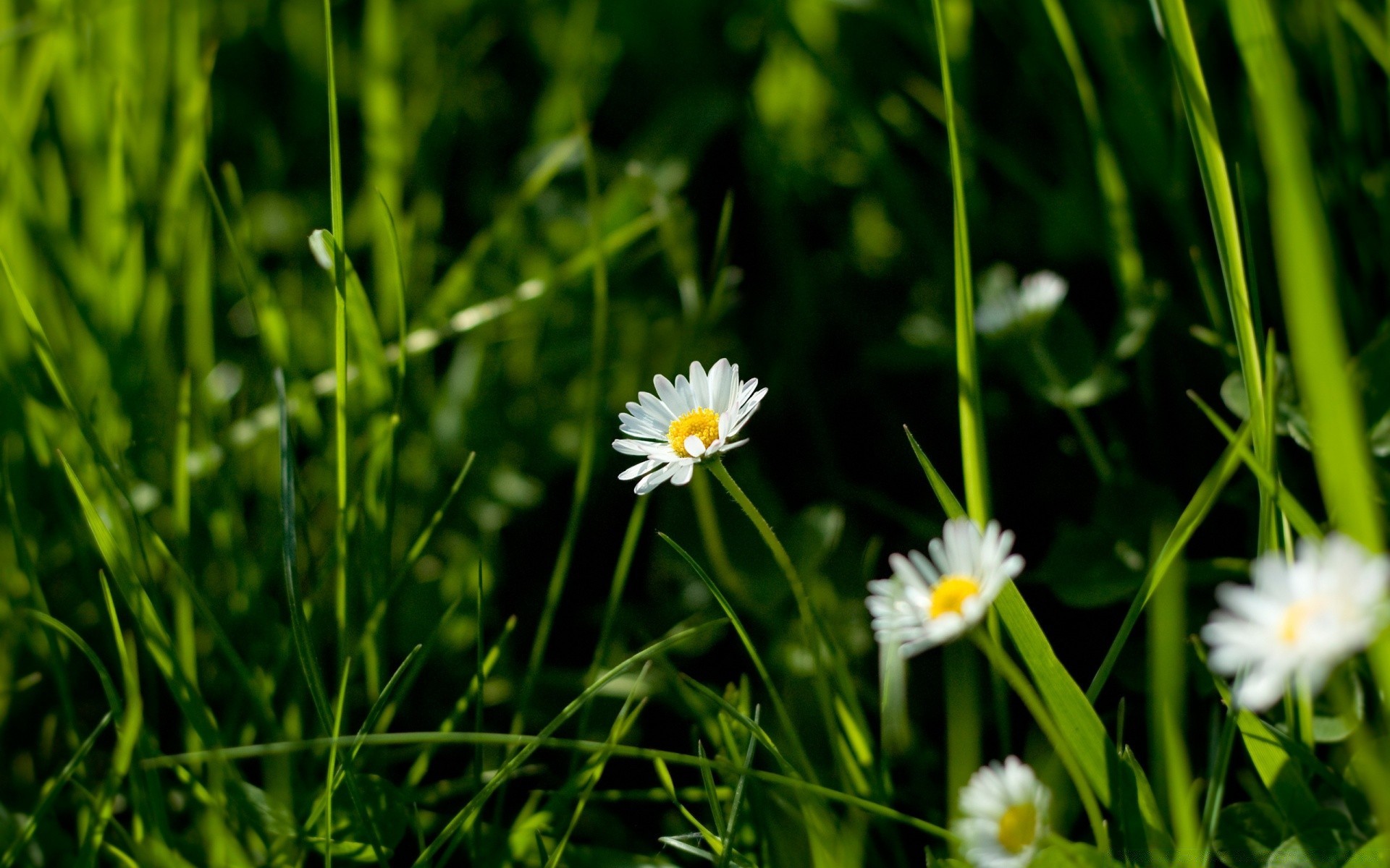 flowers grass nature hayfield flora field summer garden lawn flower growth leaf environment freshness fair weather bright rural sun close-up season