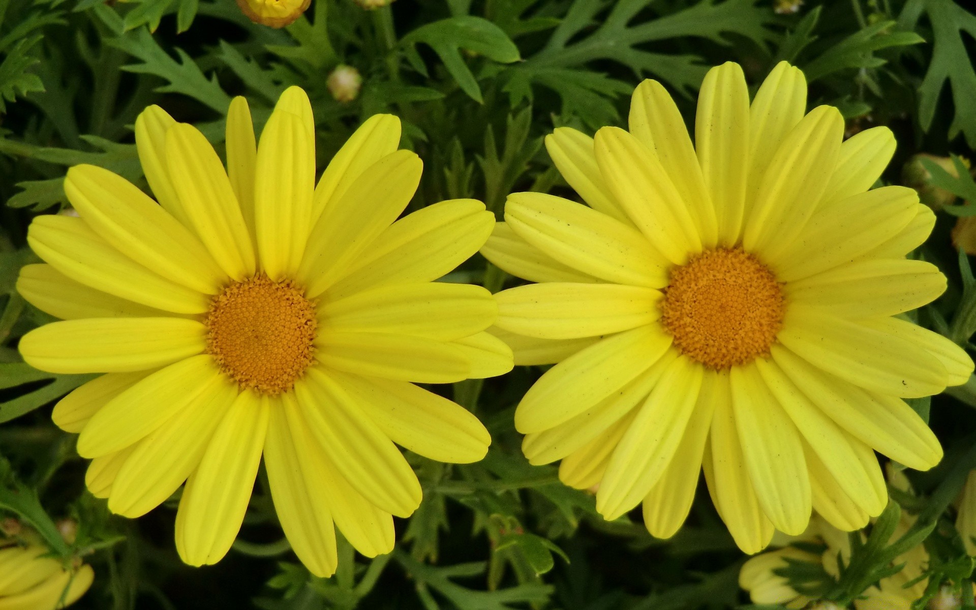 花 自然 夏天 花 植物 花园 明亮 盛开 颜色 花瓣 花 田 生长 叶 季节 特写 明亮 美丽 干草 植物