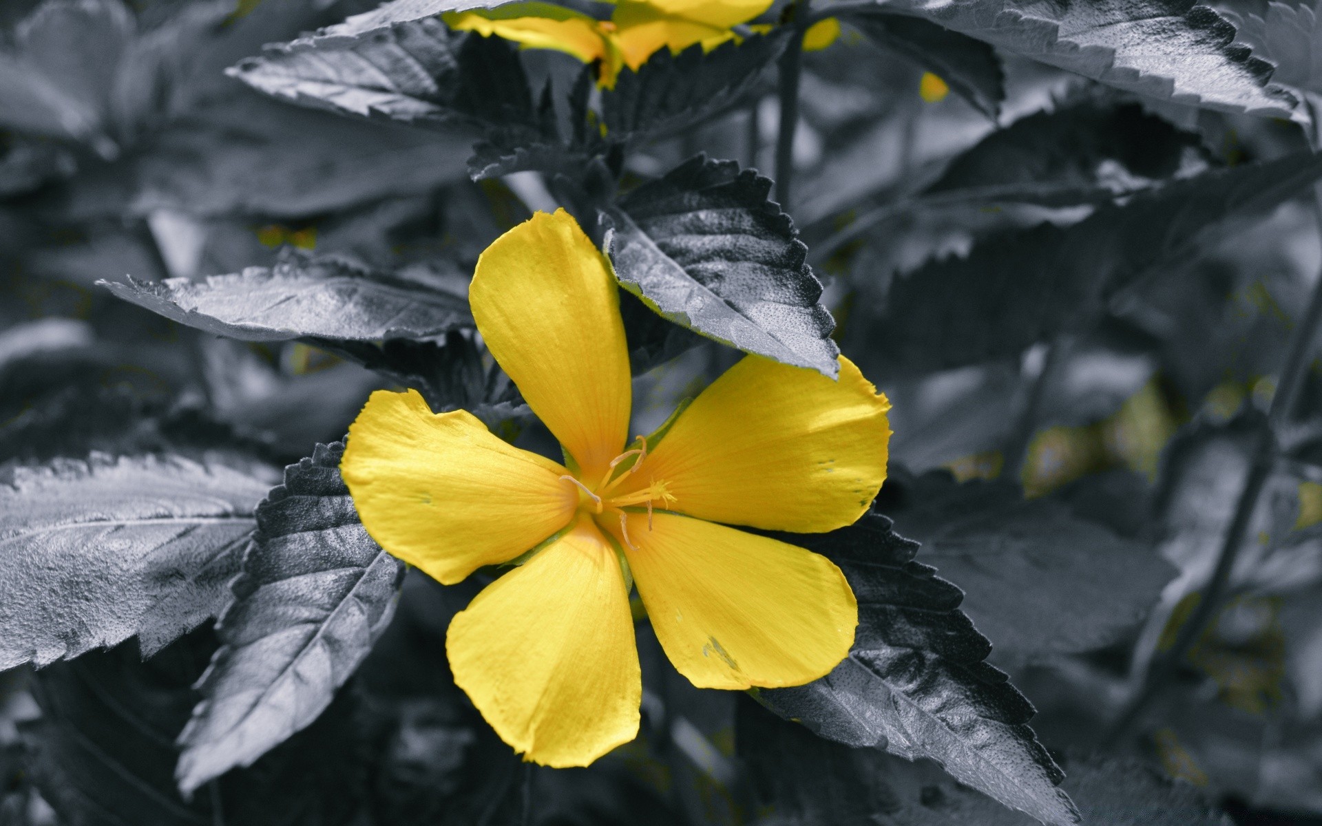 flores folha natureza flora flor ao ar livre jardim crescimento estação outono brilhante verão cor