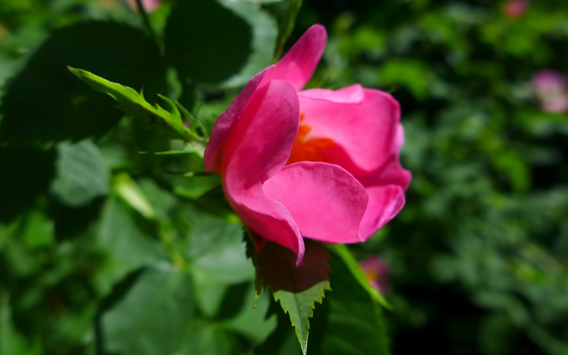 fleurs nature fleur feuille flore jardin été à l extérieur floral bluming pétale lumineux rose croissance couleur belle