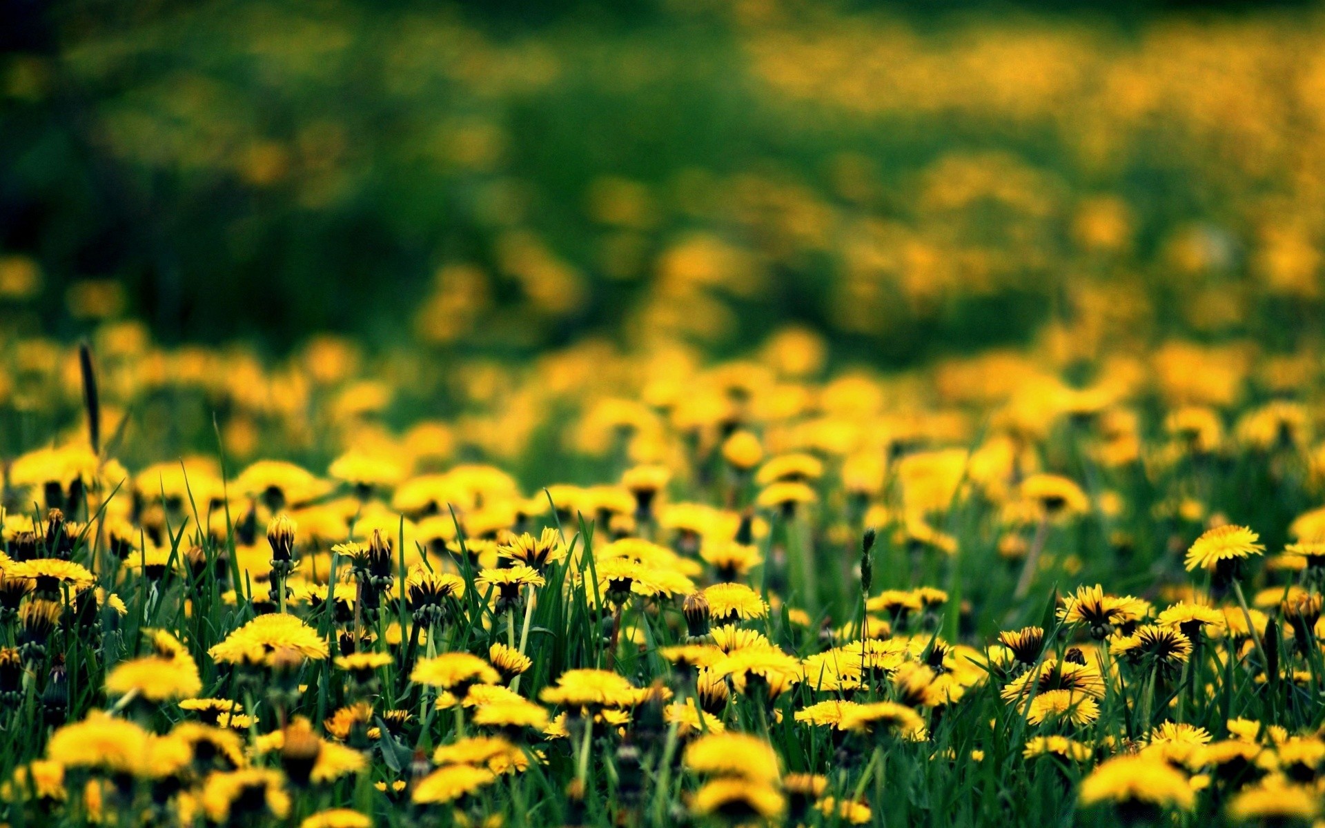 flowers field grass nature hayfield flower rural summer flora sun growth fair weather lawn garden season country color bright outdoors soil