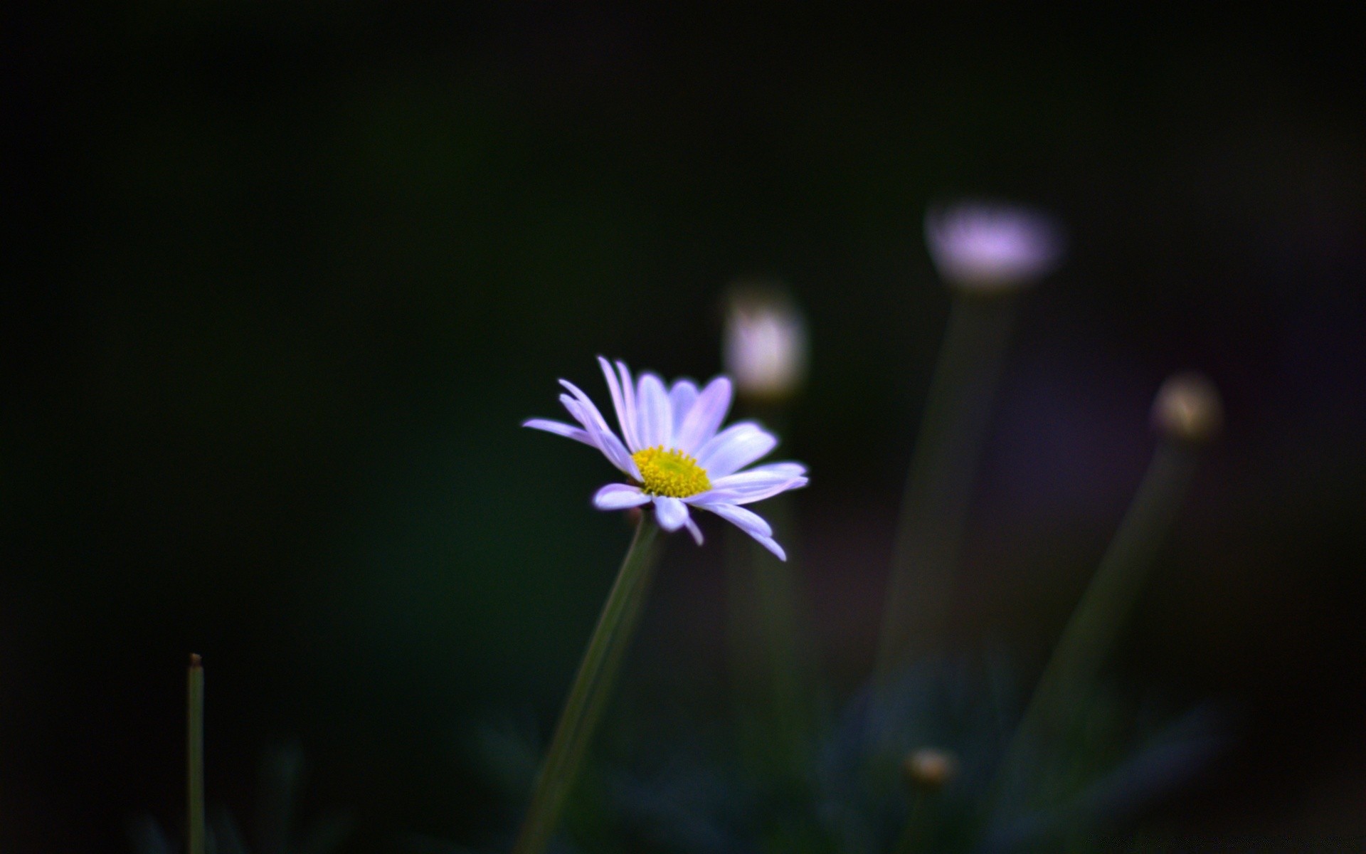 çiçekler doğa çiçek flora bulanıklık yaz yaprak büyüme bahçe açık havada