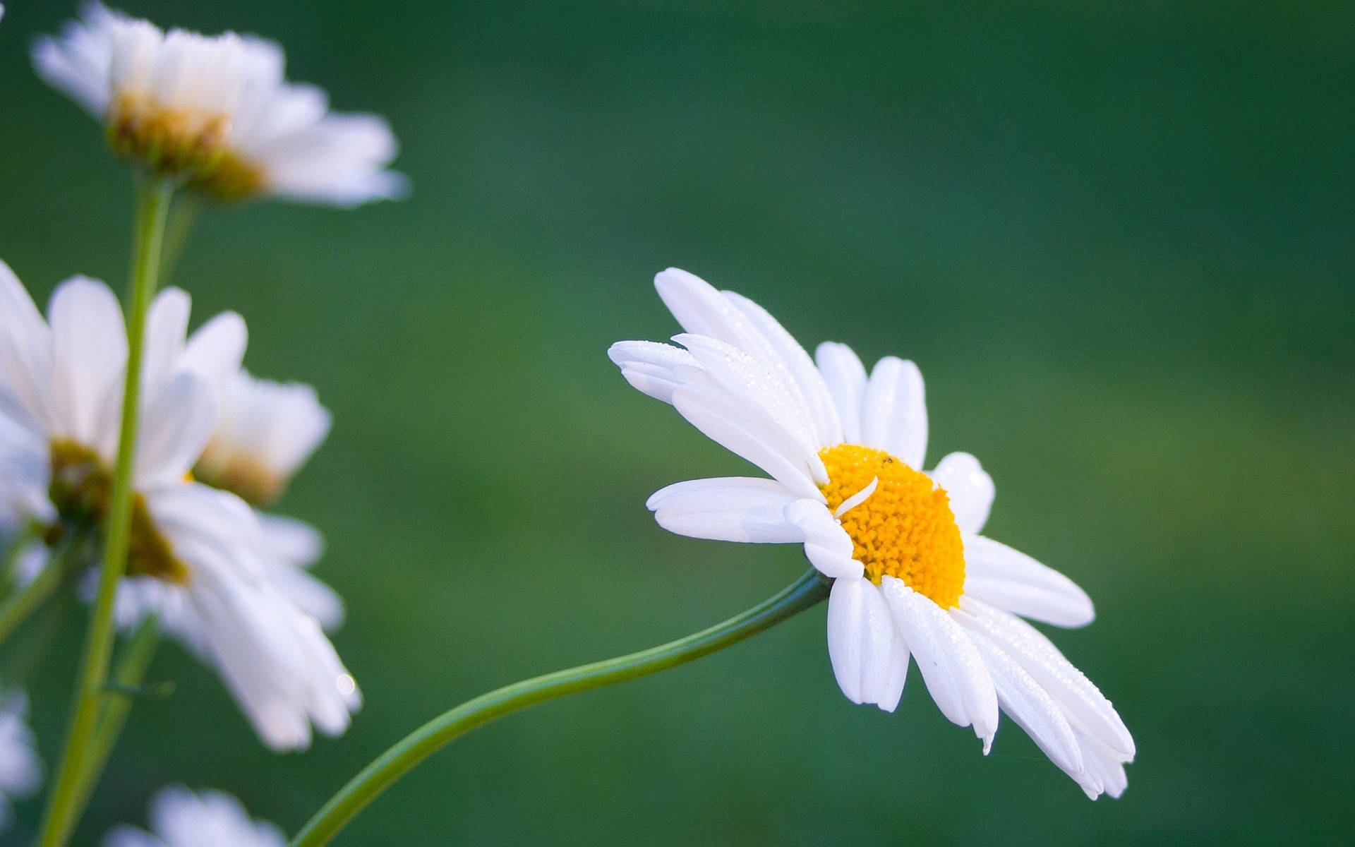 flowers nature flower flora summer chamomile leaf garden bright growth petal field floral fair weather color blooming close-up season grass hayfield