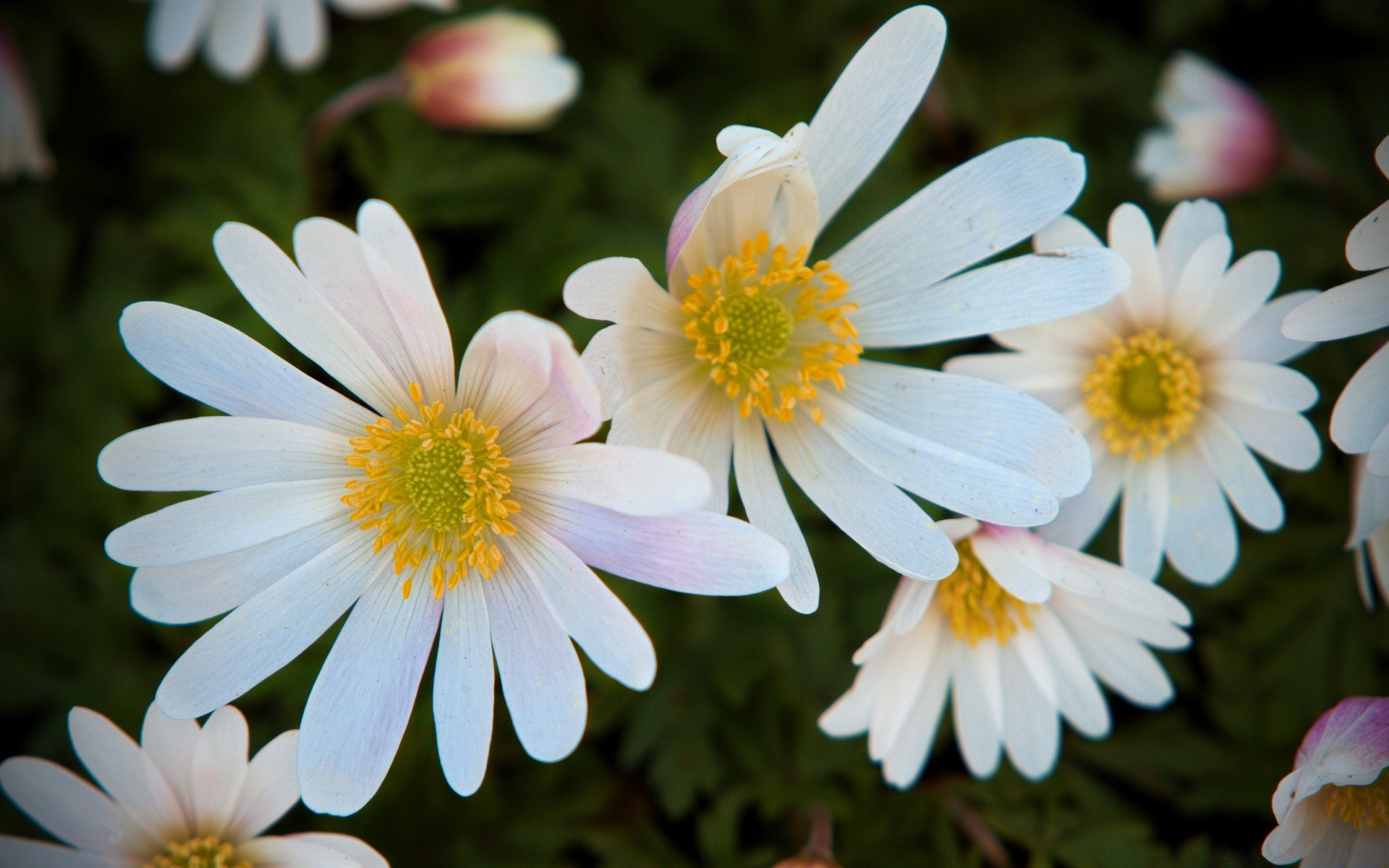 çiçekler çiçek doğa flora bahçe yaz çiçek açan petal çiçek yaprak renk parlak güzel sezon büyüme yakın çekim alan