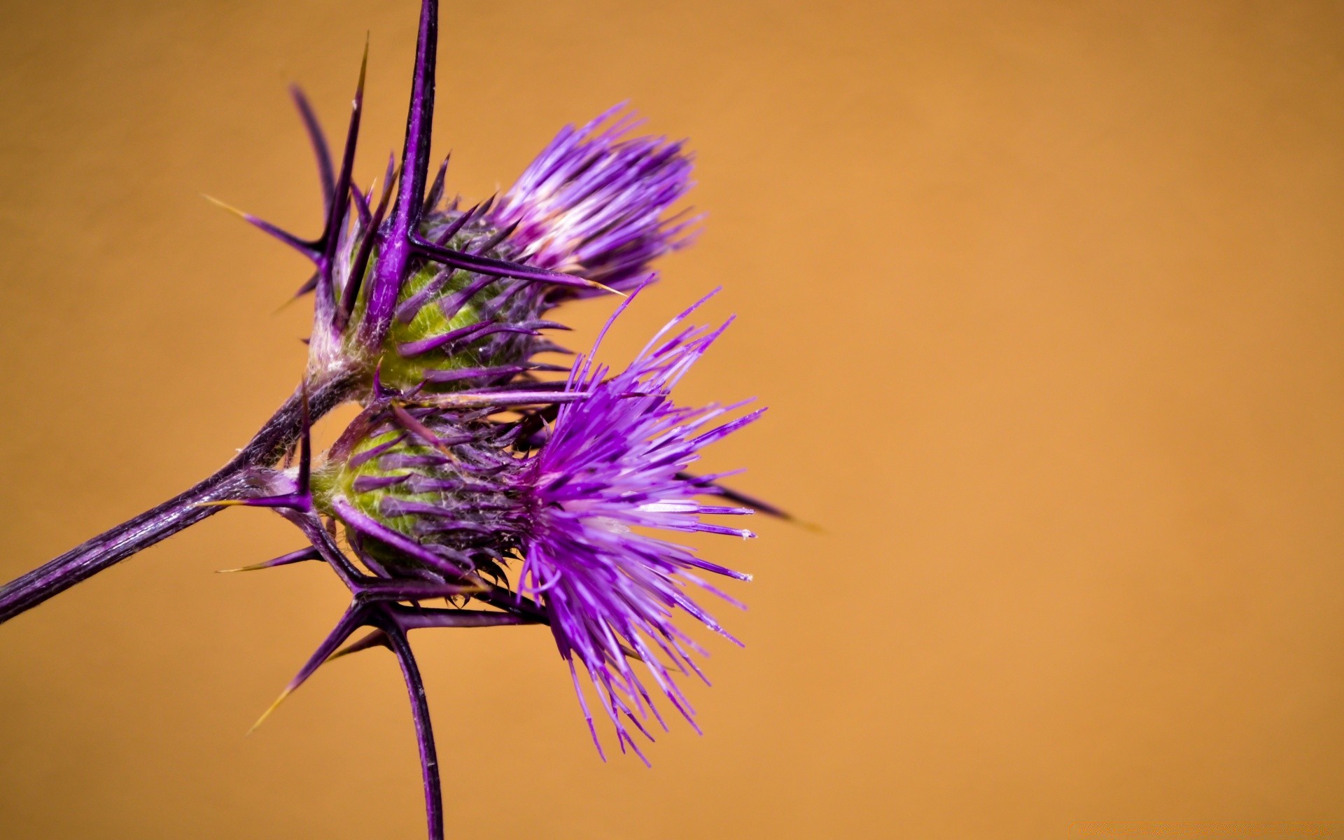 fiori fiore natura cardo insetto flora