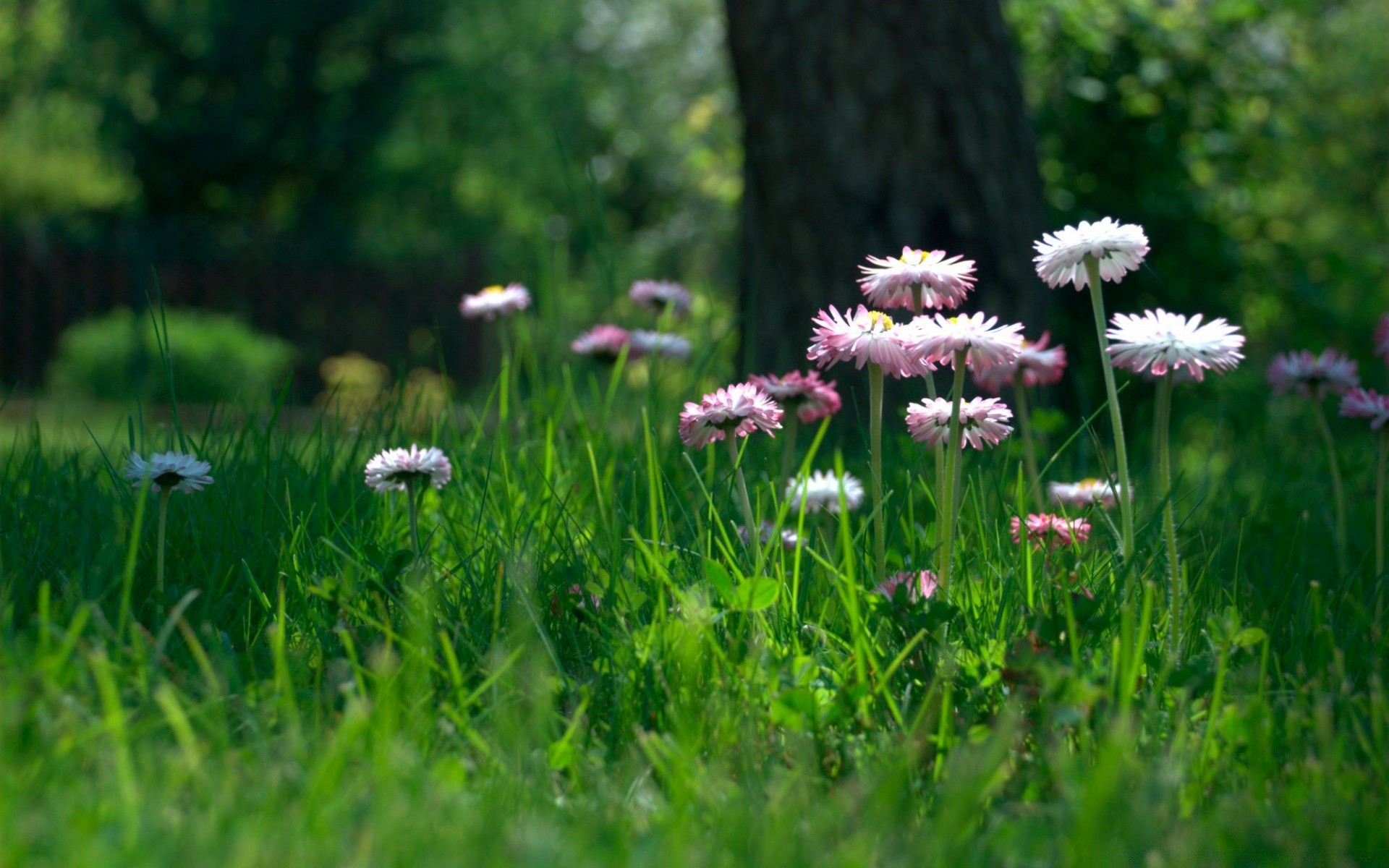 fleurs herbe nature été fleur champ foin flore jardin feuille pelouse saison à l extérieur environnement soleil croissance beau temps rural parc paysage