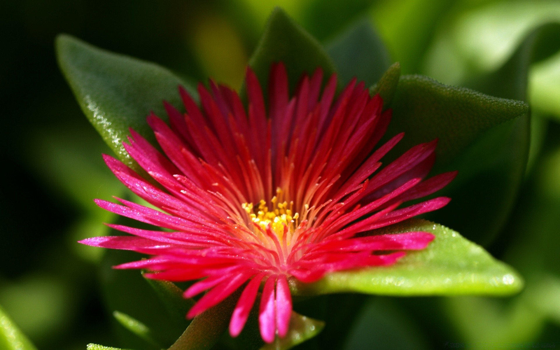 fiori natura fiore flora foglia giardino estate close-up petalo floreale tropicale fiore colore all aperto parco