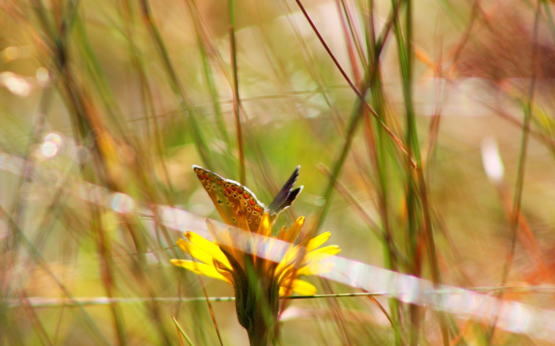 kwiaty natura trawa na zewnątrz lato liść flora kwiat pole słońce ogród dobra pogoda zbliżenie środowisko owad jasny sianokosy sezon wiejski